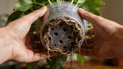 Verpotten zonder stress: de 5 duidelijkste tekenen bij je kamerplant